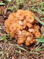 Desarmillaria caespitosa