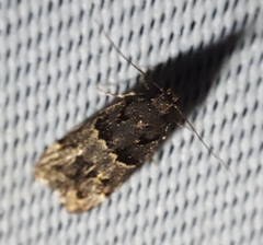 Ancylometis mulaella