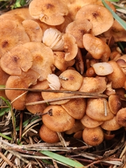 Desarmillaria caespitosa