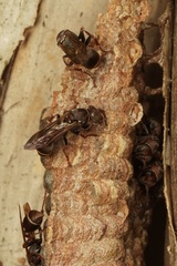 Ropalidia plebeiana