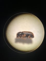 Trypodendron