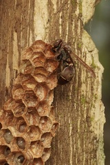 Ropalidia plebeiana