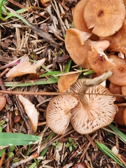 Desarmillaria caespitosa