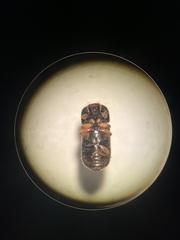 Trypodendron