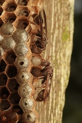 Ropalidia plebeiana