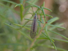 Symplecta