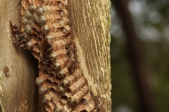 Ropalidia plebeiana
