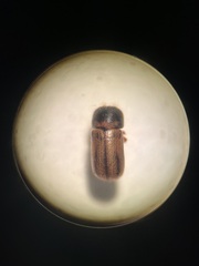 Trypodendron