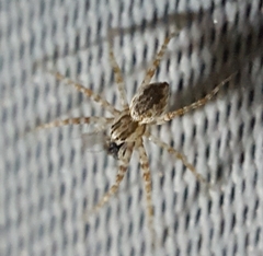 Hygropoda borbonica
