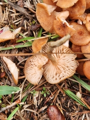 Desarmillaria caespitosa