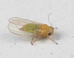 Heteropsylla