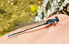 Argia oculata image