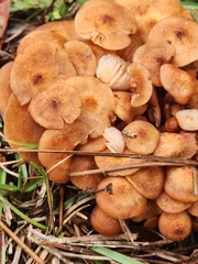 Desarmillaria caespitosa