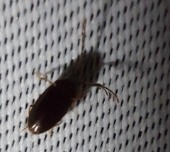 Ptilodactyla