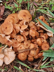 Desarmillaria caespitosa