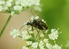 Alosterna tabacicolor