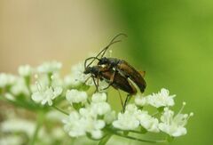 Alosterna tabacicolor