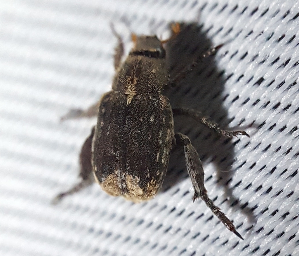 Amorphochelus