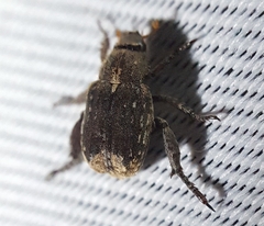 Amorphochelus retusus