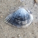 Squamose Venus Or False Cockle - Photo (c) Gawain, some rights reserved (CC BY-NC), uploaded by Gawain
