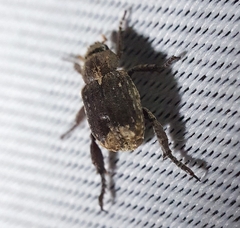 Amorphochelus retusus