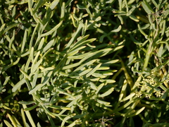 Crithmum maritimum