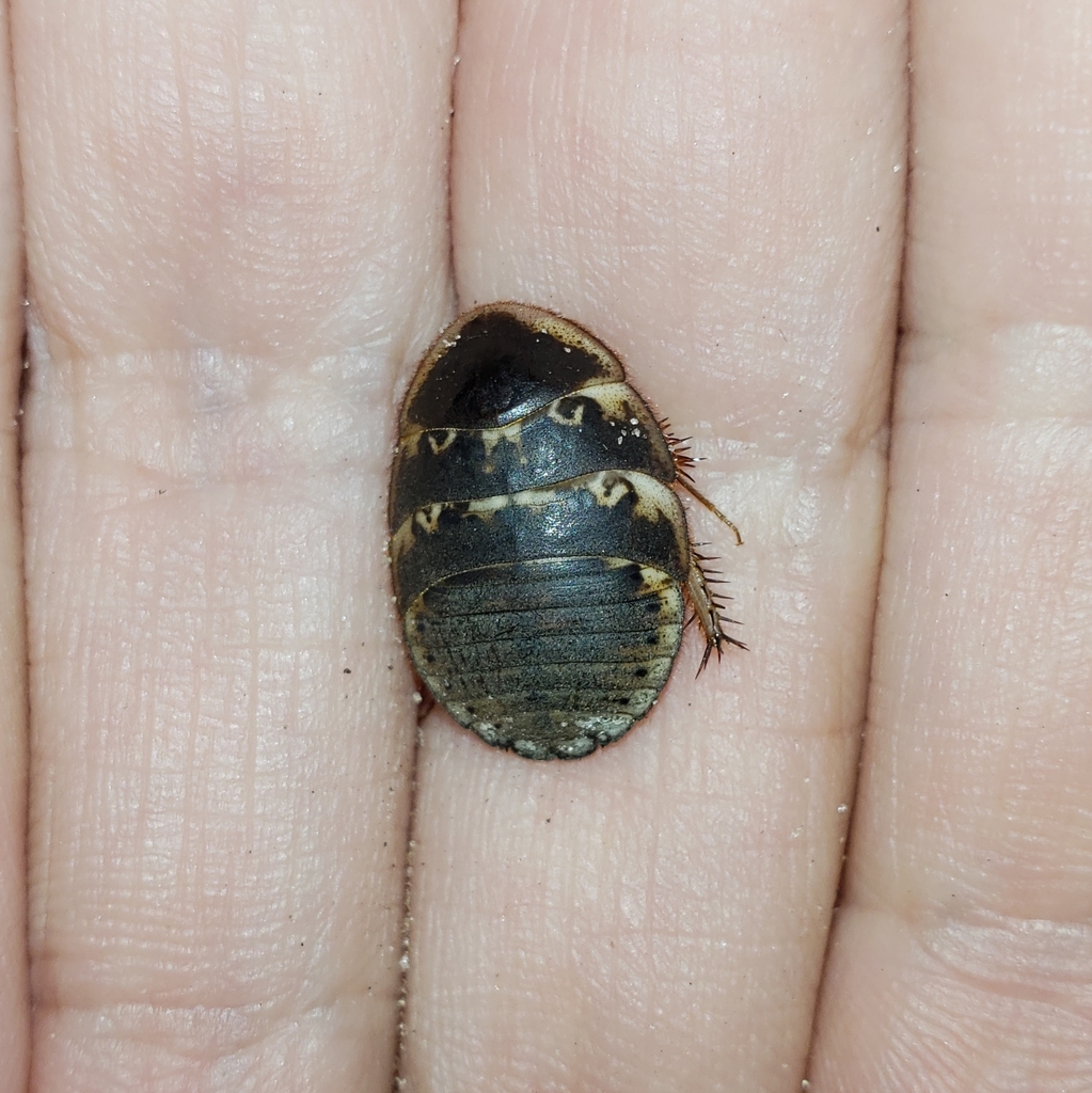 Florida sand cockroach