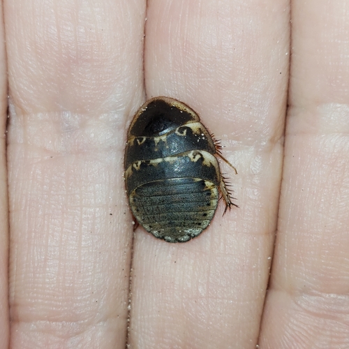 Florida Sand Cockroach photographed in Oklahoma