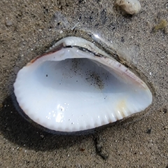 Anomalodiscus squamosus