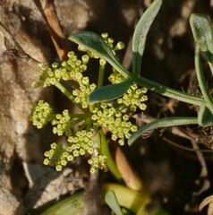 Crithmum maritimum