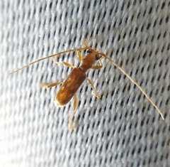 Hologaster impressiusculus