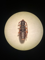 Uleiota planata