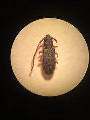 Uleiota planata