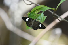 Celaenorrhinus asmara