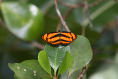 Pantoporia paraka