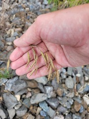 Bromus japonicus