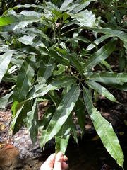 Mangifera indica