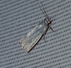 Microcrambon paphiellus