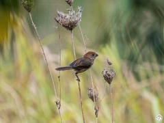 Sinosuthora webbiana