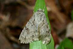 Acronicta major