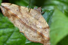 Anticarsia irrorata
