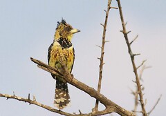Trachyphonus vaillantii vaillantii