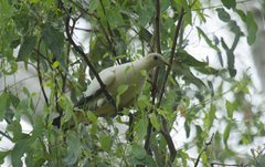 Ducula spilorrhoa
