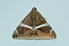 Bastilla arctotaenia