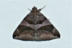 Bastilla arcuata