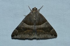 Bastilla arcuata