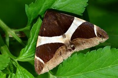 Bastilla crameri