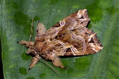 Callopistria exotica