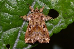 Callopistria exotica