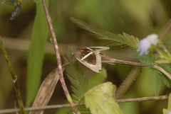 Chalciope mygdon